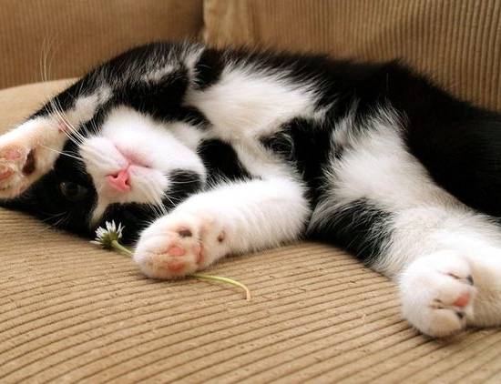 Черно-белый кот на диване