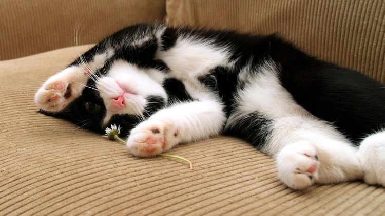 Черно-белый кот на диване