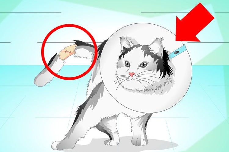 Картинка кошки с поломанным хвостом