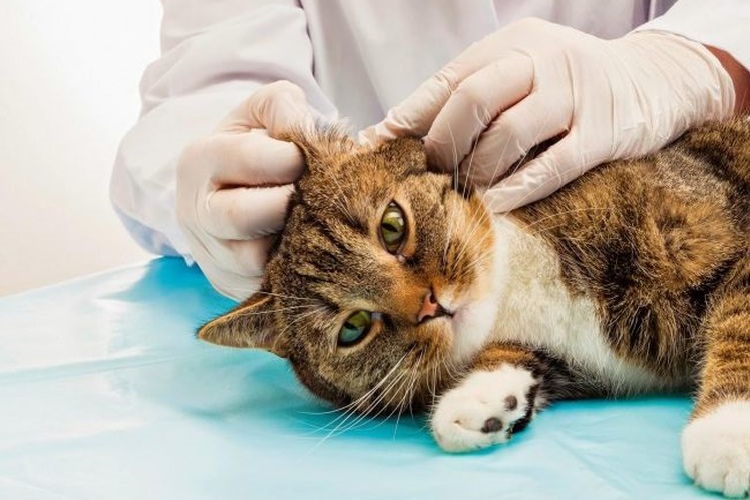 Ветеринар осматривает ухо кота