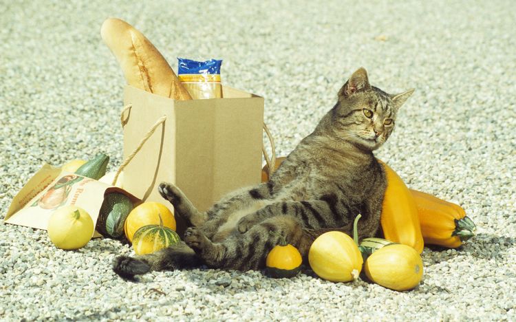 Кошка и пакет с продуктами