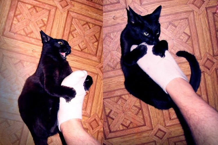 Черный кот кусает хозяина