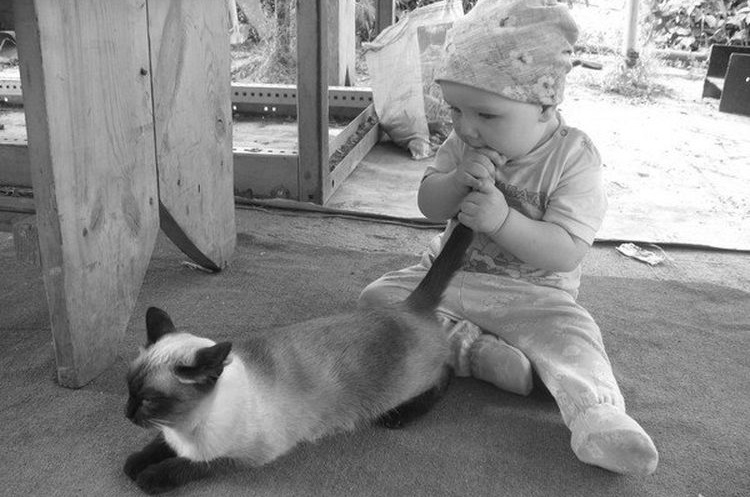 Ребенок тащит хвост кота в рот