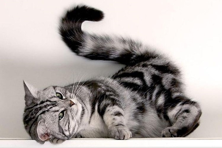 Красивый кот с пушистым хвостом