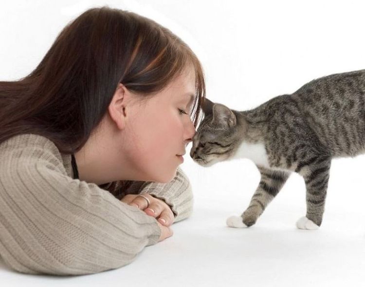 Защо котка или котка смърди от устата