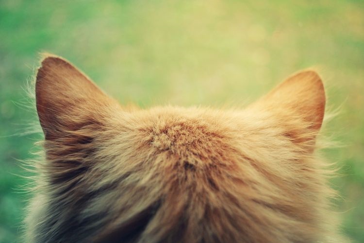 Почему у котов и кошек горячие или холодные уши | причины, что делать