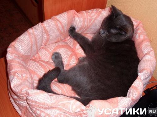Кошка спит в лежаке