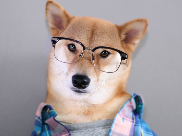Пес в очках и рубашке