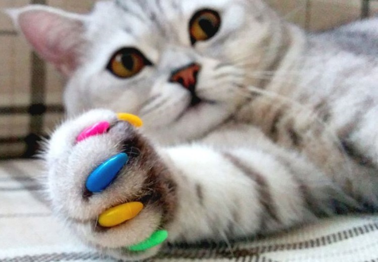Полосатый кот с цветными когтями