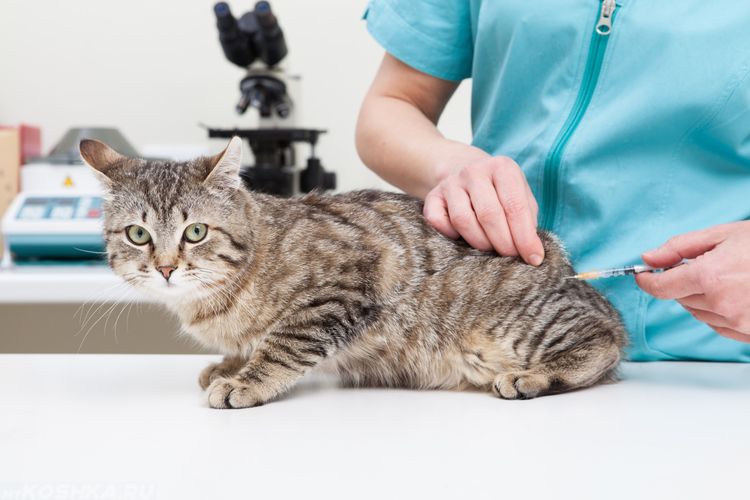 Ветеринар ставит коту внутримышечный укол