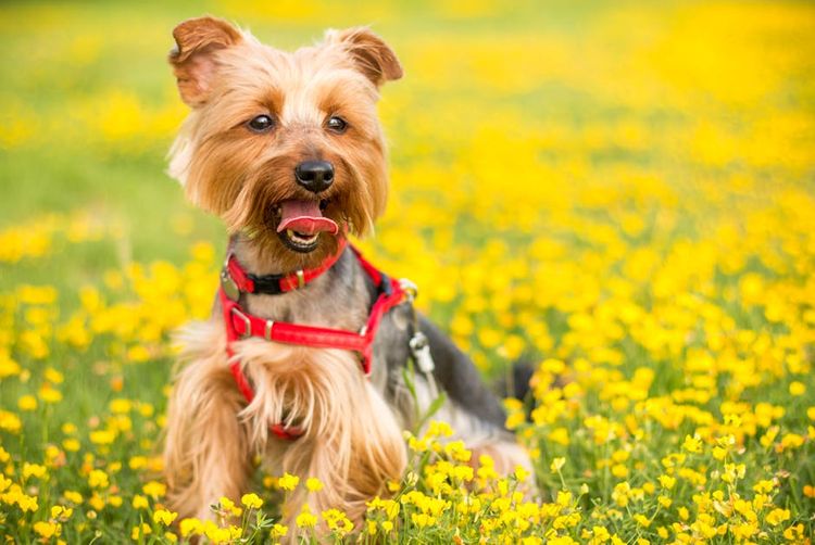 Собака на цветочном поле