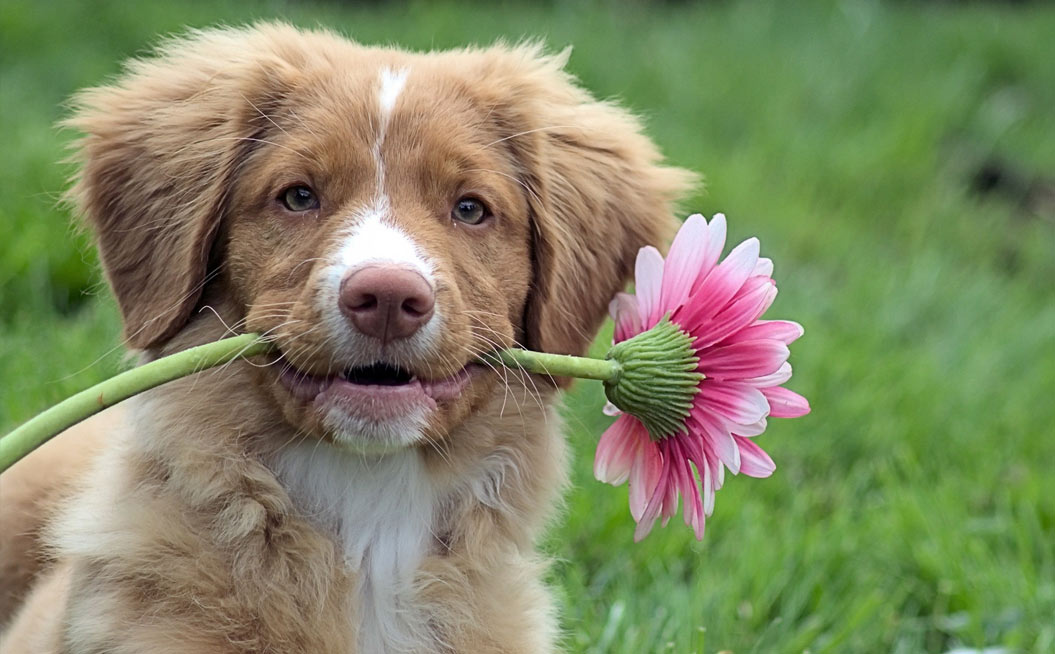 Редкие и красивые имена для собак девочек из названий цветов