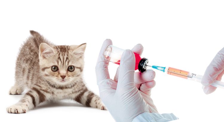 Котенок и вакцина