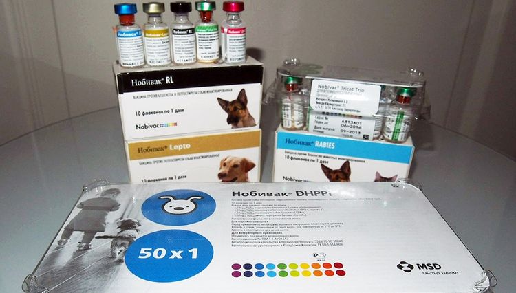 Виды вакцин Нобивак для собак
