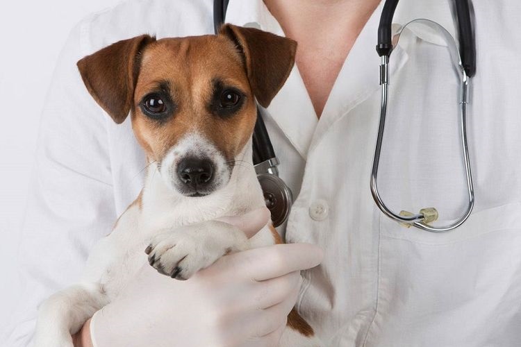 Ветеринар держит в руках собаку