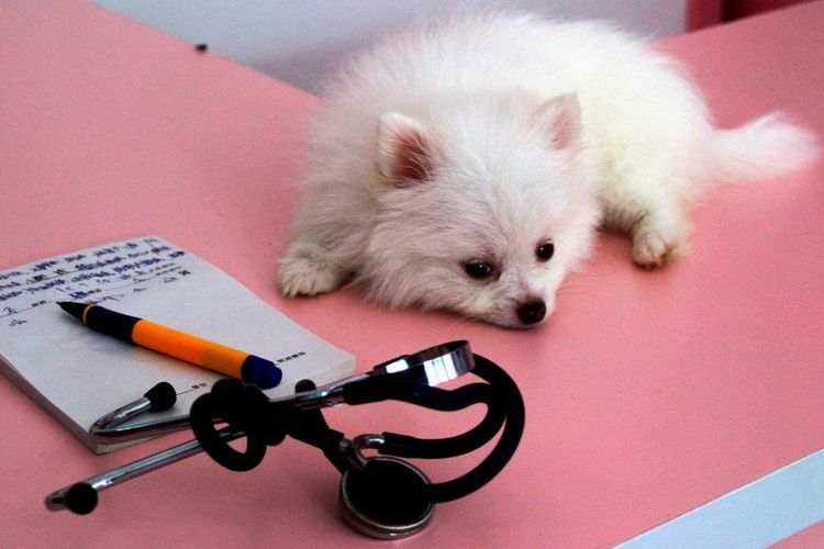 Маленькая собачка лежит на столе