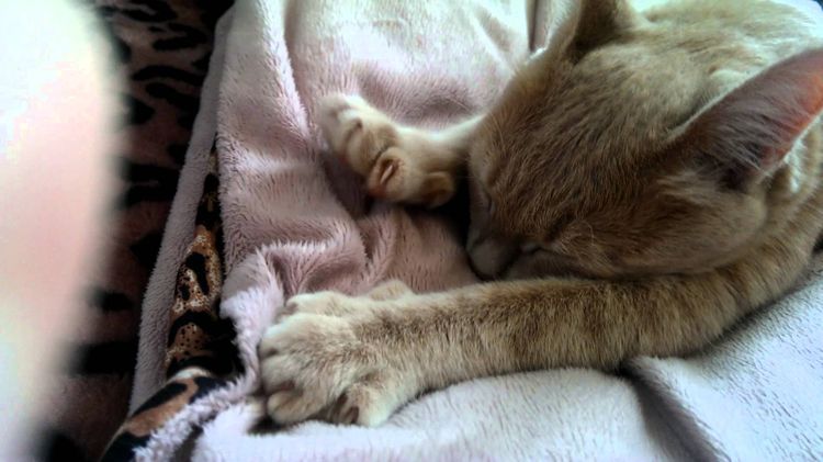 Кошка мнет одеяло лапками