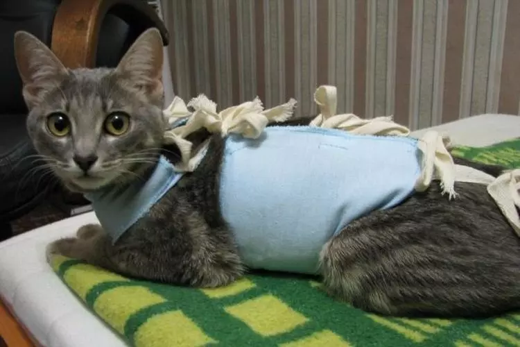 Попона для кошки после стерилизации: своими руками | фото, цена