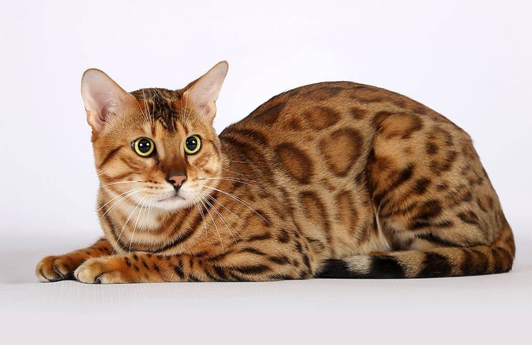Кошка породы Сафари