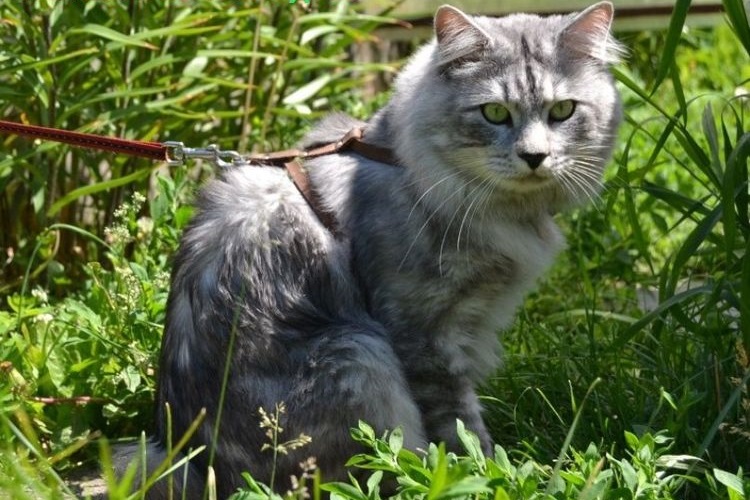 Серый кот сидит в траве
