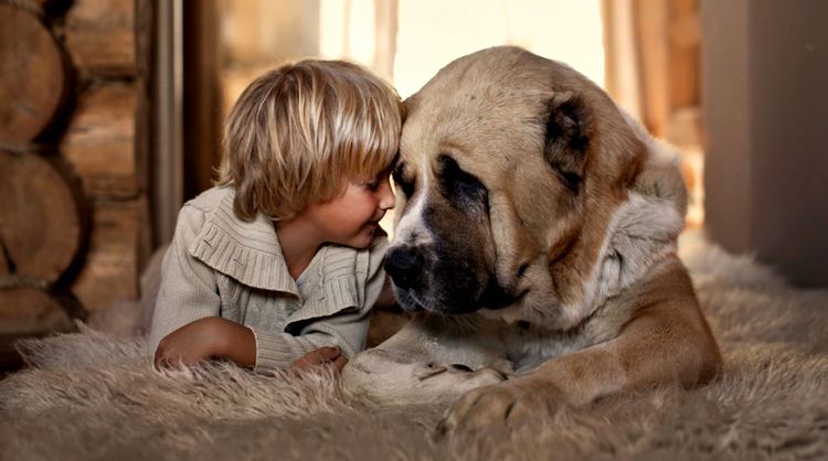 Ребенок и большая собака