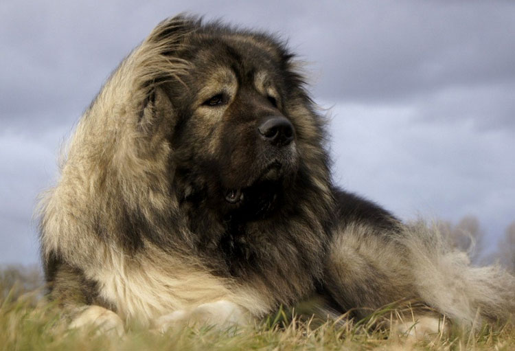 Кавказско овчарско куче