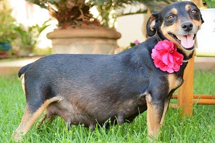 Беременная собака с цветком на шее