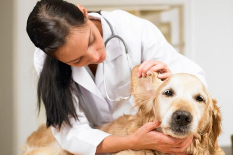 Ветеринар смотрит собаке ухо