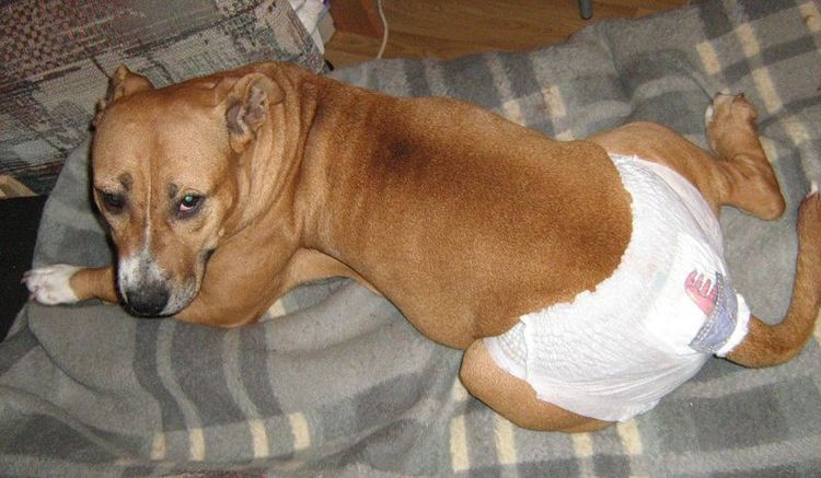 Собака в памперсе