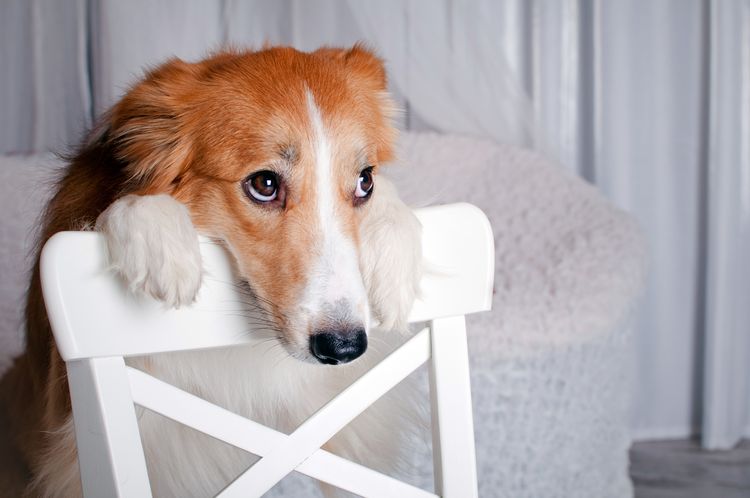 Недержание мочи у собак: причины и лечение