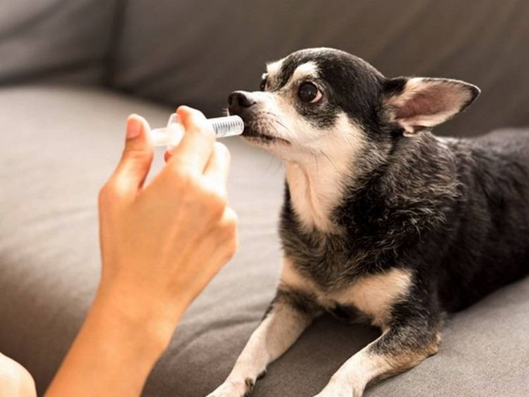 Как дать собаке суспензию