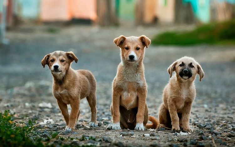 Три дворовые собаки