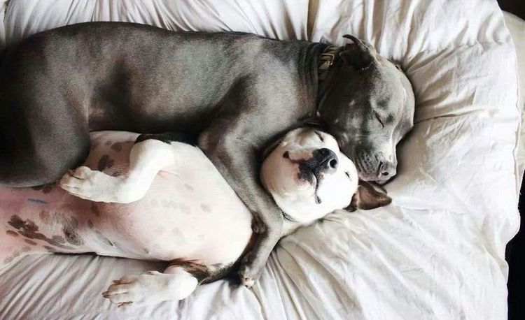 Собаки спят обнявшись