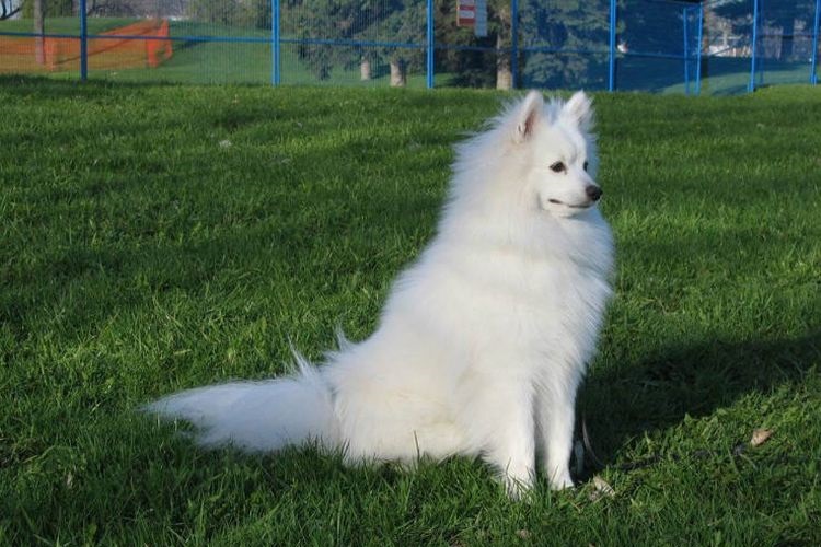 Белая собака сидит на траве