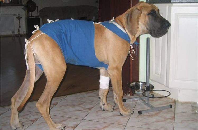 Больная собака после операции