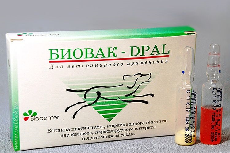 Прививка Биовак для собак