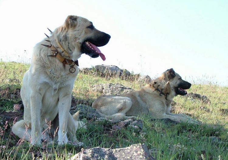 Kangal-2-1.jpg