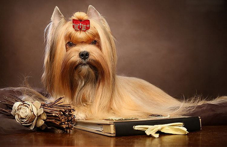 Руски салон куче продава