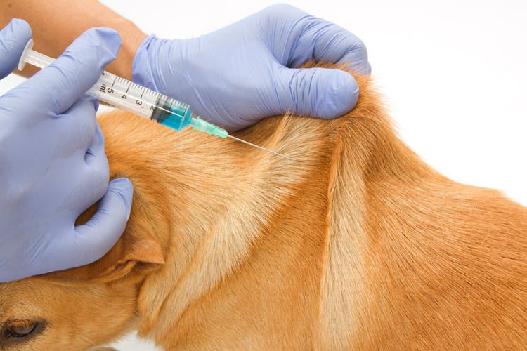 Сыворотка собаке перед прививкой