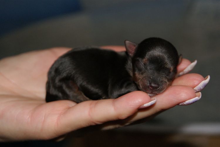 Новорожденный щенок на ладони