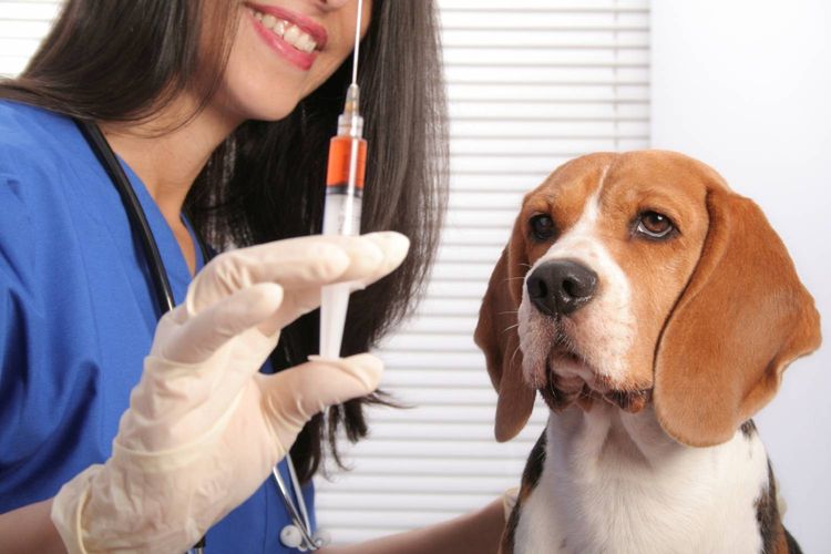 Ветеринар держит шприц с лекарством