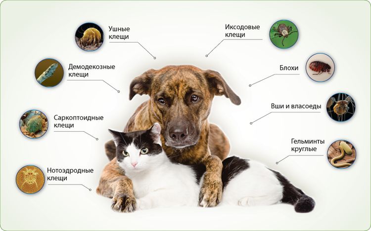 Виды паразитов угрожающих собакам и котам