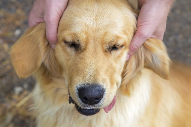Собаке массируют уши