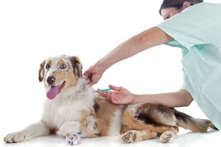 Собаке делают прививку