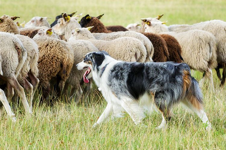 Бордер-колли пасет овец