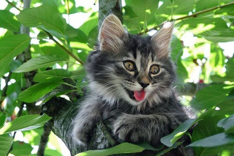 Серый котенок на дереве