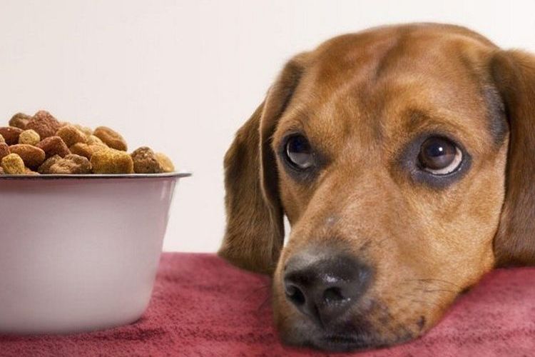 Собака не хочет есть корм
