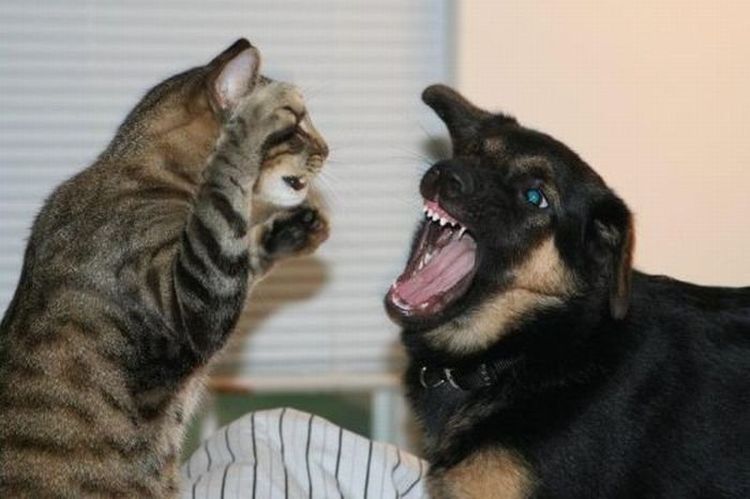 Кот дерется с собакой