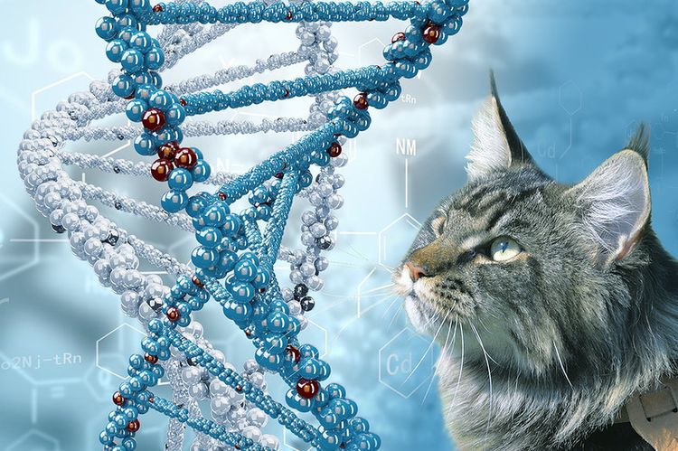 Кошка и цепочка хромосом