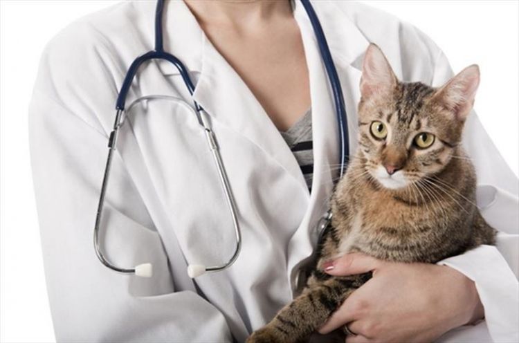 Кошка на руках у врача